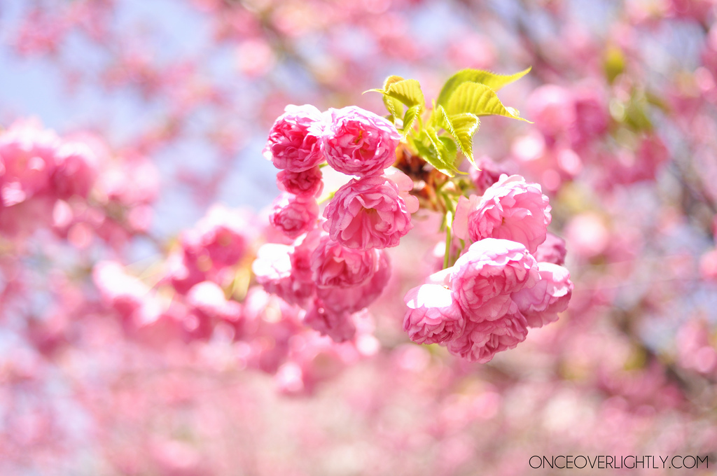 Tokyo Japan Sakura